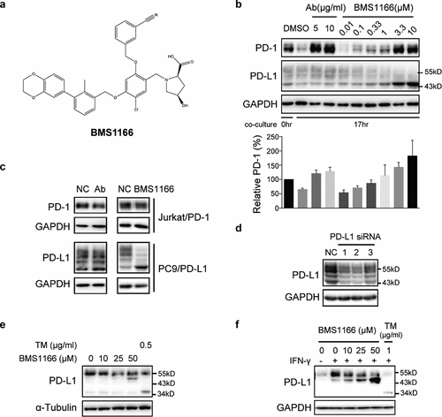 Figure 2. Small-molecule inhibitor BMS1166 blocked PD-L1/PD-1 interaction by targeting PD-L1. (a) Chemical structure of BMS1166. (b) Effects of anti-PD-L1 Ab or BMS1166 on PD-L1 and PD-1 in the coculture. PC9/PD-L1 cells were pretreated with indicated concentration of anti-PD-L1 Ab or BMS1166 for 1 hr, and then Jurkat/PD-1 cells were added in the culture for additional 0 hr or 17 hr. The whole cell lysates were collected and processed for western blotting analysis using antibodies as indicated. The anti-GAPDH antibody was used as a control for equal protein loading. The histogram below indicated the quantitation of PD-1 on the western blot relative to the control normalized by GAPDH. (c) Effects of anti-PD-L1 Ab or BMS1166 on PD-L1 and PD-1 in separately cultured cells. PC9/PD-L1 or Jurkat/PD-1 cells were treated with DMSO (NC), 10 μg/ml anti-PD-L1 Ab (Ab) or 10 μM BMS1166 for 17 hr. Then the whole cell lysates were collected and processed for western blotting analysis using antibodies as indicated. The anti-GAPDH antibody was used as a control for equal protein loading. (d) Effects of PD-L1 siRNA on PD-L1 protein. PC9/PD-L1 cells were transfected with or without PD-L1 siRNA (no. 1/2/3) for 24 hr. Total cell lysates were collected and processed for western blotting analysis using antibodies as indicated. The anti-GAPDH antibody was used as a control for equal protein loading. (e) H1975 cells were treated with indicated concentration of BMS1166 or tunicamycin (TM) for 17 hr. Total cell lysates were collected and processed for western blotting analysis using antibodies as indicated. The anti-α-Tubulin antibody was used as a control for equal protein loading. (f) H1975 cells were incubated with indicated concentration of BMS1166 or TM in the presence or absence of 100 ng/ml IFN-γ for 17 hr. Total cell lysates were collected and processed for western blotting analysis using antibodies as indicated. The anti-GAPDH antibody was used as a control for equal protein loading.