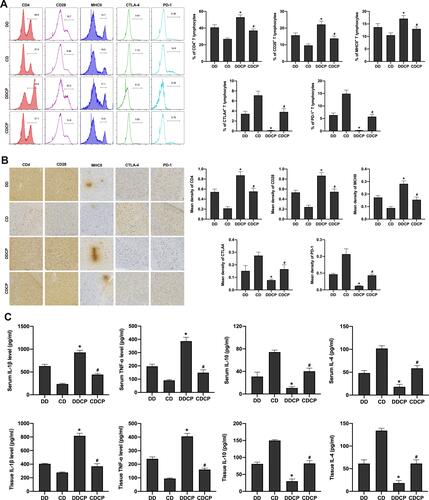 Figure 4 Combination of activated T cells, peripheral and intracranial inflammation and the incidence of tumor among CTLA-4 and PD-1 blocker treated mice. The levels of CD4, CD28, MHCII in peripheral lymphocyte gate were significantly increased in DDCP group and CDCP group compared to that in the DD and CD group, however, the expression of CTLA 4, PD-1 was significantly reduced (A). Immunohistochemistry results demonstrated similar results, ie, that the expression of CD4, CD28, and MHCII in mice SNpc tissues was increased, while the expression of CTLA-4 and PD1 was decreased in the DDCP group and CDCP group compared to that in the DD and CD group (B). ELISA results showed that CTLA-4 and PD-1 blockers could activate the inflammatory response after malignant stimulation in DBA/1, with increased TNF-α verify and IL-1β levels and decreased IL-10 and IL-4 levels in serum and SNpc tissues of the mice (C). *Indicated P<0.05 compared with DD group; #Indicated P<0.05 compared with CD group. n=10.