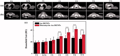 Figure 5. In vivo CT imaging images (a and b) and signal intensity (c) of tumors after intravenous injection of the duramycin-Au DENPs (a) or Au DENPs (b) at different time points post-injection. The white circle points to the tumor site.