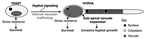 Figure 1 Proposed roles for the fungal vacuole in Candida albicans pathogenesis.