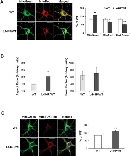 Figure 2. Mitochondrial dysfunction in GbaL444P/WT mouse hippocampal neurons (A) Representative micrographs of MitoTracker Red- and MitoTracker Green-labeled WT and GbaL444P/WT primary hippocampal neurons in primary cultures (14–15 DIV). DNA stained with Hoechst 33342 (1 μg/μl, blue) did not show nuclear condensation/fragmentation (left panel). The fluorescence intensities of MitoTracker Red and MitoTracker Green were quantified and the red:green ratio was calculated to estimate normalized MMP (right panel) (n ≥ 40 neuronal soma per condition from 4–5 cultures). Scale bar: 10 μm. (B) Mitochondrial morphology in control and GbaL444P/WT mutant neurons. The aspect ratio (left panel) is a measure of mitochondrial length, which is increased with the GBAL444P mutation. There were no differences in the form factor (right panel), which indicates the degree of mitochondrial branching. (C) Representative micrographs (left panel) and quantification (right panel) of MitoSOX Red-labeled WT and GbaL444P/WT mutant primary hippocampal neuronal cultures. Scale bar: 10 μm. For all measurements, >40 individual neurons were imaged per genotype from 4–5 culture dishes (8–10 neurons per dish). Blue, Hochest 33342 nuclei stain. Data are presented as mean % of WT controls ± SE. Compared to WT, * p < 0.05; **, p < 0.01, Student’s t-test.