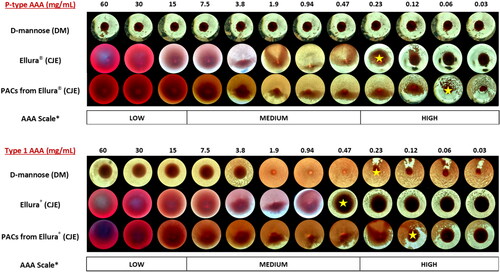 Figure 2. Representative photomicrographic images of P-type and Type 1 E. coli in vitro anti-adhesion activity (AAA) results expressed as minimum inhibitory concentration (MIC) of D-mannose (DM), Ellura® cranberry juice extract (CJE) and PAC fraction isolated from CJE using hemagglutination-based assays. The dilution series from 60 mg/mL–0.03 mg/mL is presented along the top row and the MIC results for each test sample are displayed in each column. Yellow star indicates resulting MIC dilution required to suppress hemagglutination of bacteria by 50% in each test run. *Scale of relative AAA represents potential in vivo efficacy of samples. (See Bosley et al. Citation2024, for further explanation of the scale).