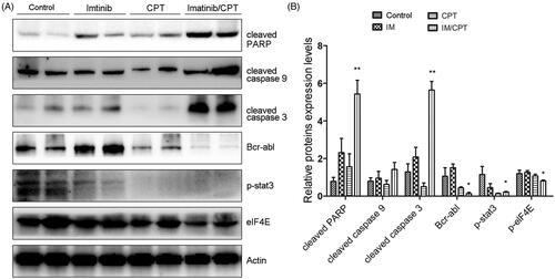 Figure 7. CPT and imatinib treatment promoted the cleavages of caspase proteins and inhibited the expression levels of Bcr-Abl, p-STAT3 and p-eIF4E in tumour tissues. (A) Western blotting analysis on the expression levels of cleaved caspase-3, caspase-9 and PARP of tumour tissues from different groups. (B) Quantification of the cleaved caspase proteins by Image J. (C) Western blotting analysis on the expression levels of Bcr-Abl, p-STAT3 and p-eIF4E of tumour tissues from each group. (D) Quantification of the of the indicated crucial mediators in CML. The greyscale scans analysis of the western blot images was from three independent experiments and fold changes include the normalisation to β-actin. Data are represented as the mean ± SD. *p < 0.05, and **p < 0.01 denote significant differences compared with the single imatinib treatment group.