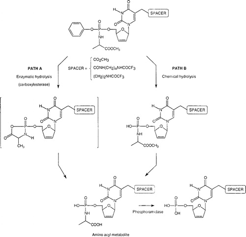 Scheme 1 Two possible pathways proposed for the degradation of the phosphate prodrugs to their corresponding free nucleotides [Citation5].