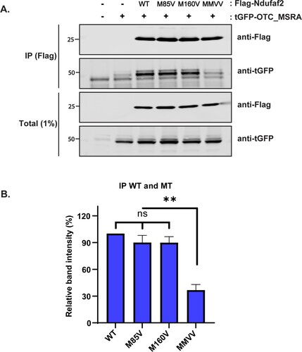 Figure 4. Interaction of Ndufaf2 with methionine mutants. (A) Coimmunoprecipitation of Ndufaf2 and MSRA. Mitochondrially targeted tGFP-tagged MSRA was expressed in HEK293 along with FLAG-tagged Ndufaf2. Lysed cells were immunoprecipitated with anti-FLAG antibody and probed for Nduafa2 with anti-tGFP antibody. (B) Quantitation of Ndufaf2 coimmunoprecipitated with MSRA. The intensities of the bands in panel (A) were quantitated with the Odyssey infrared scanner. Results are given as the mean and SD for 3 separate experiments.