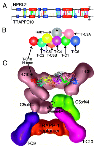 Figure 4. A new LD at the N-terminus of human TRAPPC10 may dimerize with TRAPPC2. (A) Alignment of the N-termini of human NPRL2 (residues 1–142) and TRAPPC10 (residues 1–157). PSI-BLAST profiles for each sequence were aligned by HHalign.Citation27 Conserved and structural residues are colored according to the Clustalx scheme, gaps are indicated by dots, and predicted structural elements are boxed: helices red, sheets blue, with an extra sheet (β’) in TRAPPC10. (B) Diagram of the TRAPP-I heptamer,Citation12,Citation45 with the addition of the proposed LD dimerization between the N-terminus of TRAPPC10 (red) and TRAPPC2 (cyan). Other TRAPP-I subunits are: TRAPPC5 (yellow), TRAPPC3B (coral), TRAPPC4 (magenta), TRAPPC1 (green), TRAPPC3A (light pink), TRAPPC6 (blue). Rab1 (gray) binds TRAPPC4/C1 at a 45° angle from behind. The C-terminal extension of TRAPPC3A that produces GEF activity is indicated, and the PDZ domain in yeast TRAPPC4 is omitted. Subunit names are abbreviated to T-Cn. (C) Position of the TRAPPC2-TRAPPC10 dimer within TRAPP-II. The crystal structures of TRAPP-I (PDB: 3CUE and 2J3W)Citation12,Citation45 are superimposed on the TRAPP-II complex that was visualized by EM particle analysis.Citation49 Colors indicate the gross composition of TRAPP-II (for clarity only in the bottom half of the rotationally symmetrical particle): TRAPPC10 = magenta, TRAPPC9 = purple, C5orf44 = green, TRAPP-I core heptamer = red. Also indicated: a key residue in TRAPPC2 (Asp47, spheres).Citation45,Citation49 The N-terminus of TRAPPC10 is a model of NPRL2 (residues 1–142), which was created using Modeler using four known LD/RD structures.