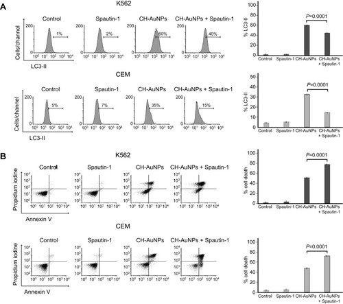 Figure 5 CH-AuNPs treatment induces pro-survival autophagy in K562 and CEM cells. (A) Autophagy assessment through LC3-II analysis (left) and quantification (right), by flow cytometry using Spautin-1 as a specific inhibitor of autophagosomes in K562 and CEM cells treated for 24 hrs with CH-AuNPs. (B) Cell death analysis (left) and quantification (right) by flow cytometry using Annexin-V and propidium iodide (PI) staining in K562 and CEM cells treated with CH-AuNPs and Spautin-1.