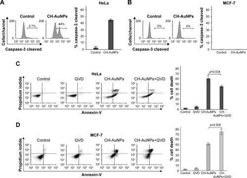 Figure 7 Caspase-3 activity and effects of pan-caspase inhibition on CH-AuNPs-treated HeLa and MCF-7 cells.Notes: Caspase-3 activation was measured by flow cytometry in HeLa (A) and MCF-7 (B) cells after treatment with CH-AuNPs for 24 hours (left). Data were then analyzed and graphed (right). Cell viability was determined by flow cytometry in HeLa (C) and MCF-7 (D) cells that were left alone or pretreated with QVD and then treated with CC50 of CH-AuNPs for 24 hours (left). The percentages of the graph bars (right) refer to AnnV-positive and/or PI-positive staining.Abbreviations: AnnV, Annexin-V; CH-AuNPs, chitosan gold nanoparticles; PI, propidium iodide; QVD, quinoline-val-asp-difluorophenoxymethyl ketone.