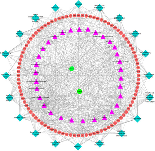 Figure 7 C-P-T network of top 20 pathway. The red circle nodes stand for gene, pink triangle nodes stand for compounds of ZJW, blue diamond stand for pathway, green octagon nodes stand for E. rutaecarpa and R. coptidis.