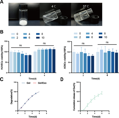 Figure 4 Characteristics of PF-127 hydrogel. (A) The synthesis and temperature sensitive behavior of PF-127 hydrogel. (B) Biocompatibility of the PF-127 hydrogel was analyzed using a CCK-8 kit. The viability of HUVECs and ASCs co-incubated with different hydrogel doses at specific time points was determined. (C) In vitro degradation ratio of PF-127 hydrogel and PF-127 hydrogel/hASC-Exos. (D) The cumulative release profile of hASC-Exos loaded into the PF-127 hydrogel was determined using an enhanced BCA protein assay kit. Data are presented as the mean ± SD of three replicates.