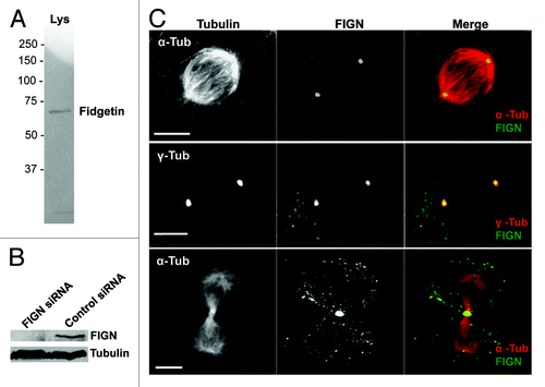 Figure 2. Human FIGN localizes to mitotic centrosomes. (A) Western blot of U2OS cell lysate probed with our anti-human FIGN peptide antibody. (B) Western blot showing that the protein band recognized by our FIGN antibody is depleted by 72 h of FIGN siRNA treatment. Staining for tubulin (bottom) was used as a loading control. (C) Immunofluorescence micrograph of a human U20S cell double labeled for FIGN and α-tubulin (top and bottom) or γ-tubulin (middle). The top and middle panels show staining in metaphase cells while the bottom panel shows a cell in telophase. Scale bar 5 µm.