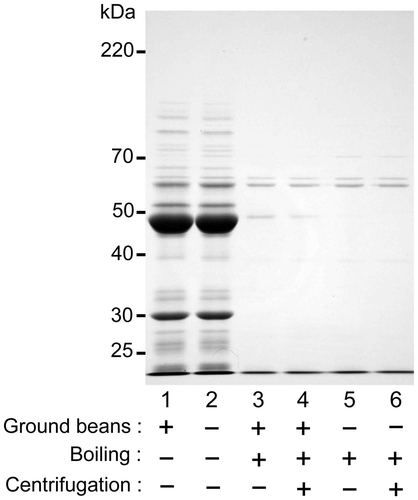 Figure 4. Analysis of sword bean proteins in extracts prepared using different procedures. The effects of each extraction protocol on sword bean proteins were analyzed by SDS-PAGE. During extraction, suspensions containing ground beans (+) (lanes 1, 3, and 4) or not (−) (lanes 2, 5, and 6) were boiled (+) (lanes 3–6) or not (−) (lanes 1 and 2). The boiled suspensions were then sieved to obtain extracts, whereas the unboiled suspensions were not, instead being used directly as extracts. In addition, the extracts were centrifuged (+) (lanes 4 and 6) or not (−) (lanes 1–3, and 5).