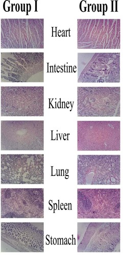 Figure 6 Histopathological microscopic examination of different tissues of wistar rats of group-I (test), and group-II (control).