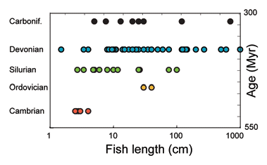 Figure 1 The length of 84 fish species found in each of the Paleozoic periods from the Cambrian through the Carboniferous. In this compilation the Carboniferous stage is clearly under-sampled, while the older periods are better represented in this study.