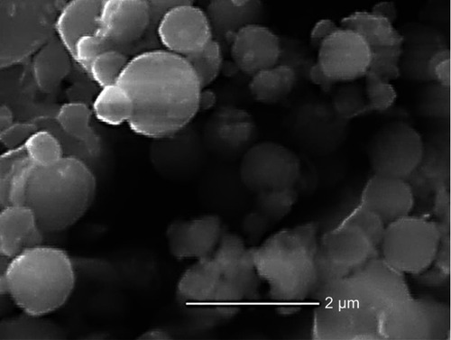 Figure 2 SEM pictures of the F12 formulation NPs (×15,000).