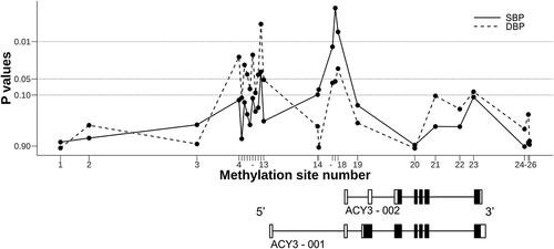 Figure 2. P-values for the associations of methylation sites across ACY3 with blood pressure response to bisoprolol in the GENRES Study. Black boxes on the transcript schemes represent coding exons, and white boxes non-coding exons. Lines between boxes depict introns. For methylation (CpG) site numbering (on the abscissa) and precise genomic positioning, see Table 3