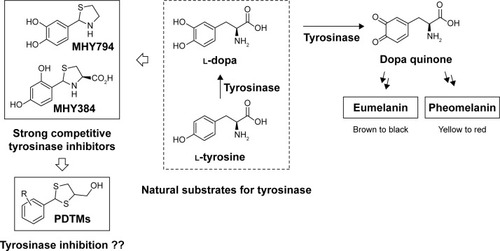 Figure 1 Rationale used to design PDTM derivatives as tyrosinase inhibitors.