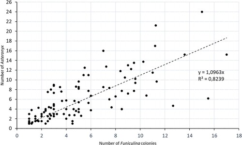 Figure 5. The relation between bycatch numbers for Asteronyx and its host Funiculina. R2 and the y value for the linear equation are provided. The equation shows that the relation between the brittle star and its host is close to one to one. The slightly larger value (1.1) indicates that a single colony can have more than one specimen attached, which is in line with ROV observations (see Figure 6A).