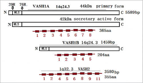 Figure 1. The VASH1 gene is located on chromosome14q24.3 and contains eight exons with 5589 bp. The primary product of VASH1 was named VASH1A, and contains 365 amino and 44 kDa. However, only 42 kDa have been detected and exhibit antiangionenic activities. VASH1B contains five exons lacking exon 6–8, with 1459 bp and 204 aa. The VASH2 gene is located on 1q32.3, and contains 1–11 exons. The major transcript contains exons 1/2/4/5/6/8/9/11, with 3589 bp and 355 aa