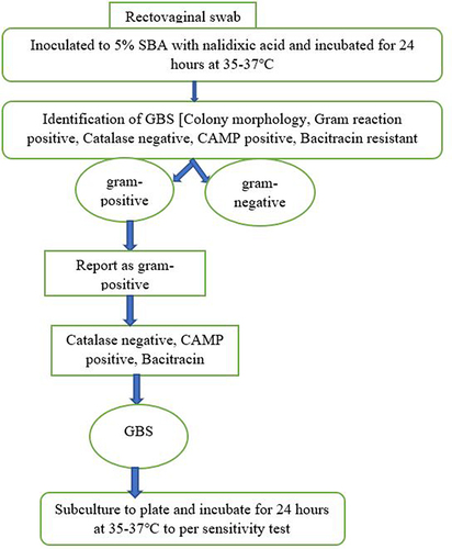 Figure 1 GBS isolation colony morphology, Gram staining, GBS on the basis of catalase-negative reactions, bacitracin resistance tests, and the CAMP test.