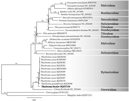 Figure 3. Maximum likelihood phylogram of Theobroma bicolor (OQ557154) and related genera. These genera are grouped in their subfamilies. For instance, the subfamiliy Grewioideae is based on the genus Grewia (Narkthai & Chantaranothai, Citation2020); whereas the subfamiliy Byttnerioideae is based on the genus Byttneria (Colli-Silva & Pirani Citation2020). Numbers along branches are RaxML bootstrap supports based on 1500 replicates. The legend below represents the scale for nucleotide substitutions.