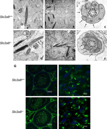 Figure 6.  Electron microscopy of testis of Slc2a8+/ +  (A–C) and Slc2a8−/ −  mice (D–F) and analysis of cauda epididymal sperm with Pisum sativum agglutinine. (A) Early spermatides, (B, D, E) late spermatides, (C, F) cross section of a late spermatide, cut in the mid-piece region of the tail. Arrows depict the mitochondria (magnification approx. A and D×18,000; B and E×12,000; C and F×40,000). (G) Sections of the cauda epididymis of Slc2a8+/ +  and Slc2a8−/ −  males at the age of 10–12 weeks were stained with Pisum sativum agglutinine and analyzed by confocal laser scanning microscopy. Nuclei were co-stained with DAPI.