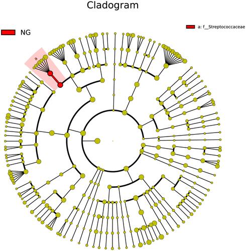 Figure 4 Cladogram of biomarkers for the AD group. The red circle represented biomarkers. Concentric rings from outside to inside were genus, family, order, class, and phylum.