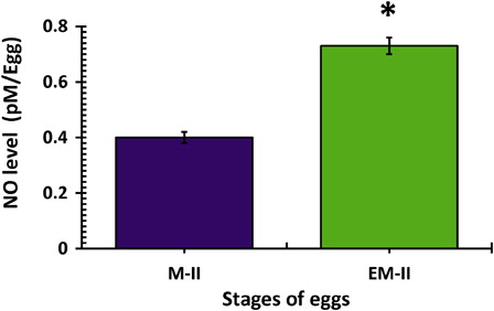 Figure 3. Postovulatory aging induced generation of NO in eggs. Values are mean ± SEM of three independent experiments. Data analyzed by Student's t-test, *P < 0.001.