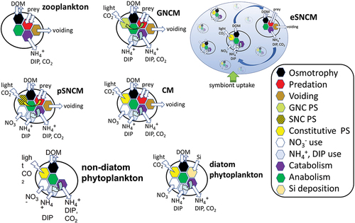 Fig. 1. Schematic of protist plankton functional types. Shown here are schematics for protozoan zooplankton (with no phototrophy), the generalist, plastidic-specialist and endosymbiotic-specialist non-constitutive mixoplankton (GNCM, pSNCM, eSNCM, respectively; note their acquired phototrophy), constitutive mixoplankton (CM), non-diatom and diatom protist phytoplankton (with no phagotrophy). The schematic for the eSNCM (such as the Rhizaria) shows the interplay between the phytoplankton-like symbionts (of which there may be hundreds or thousands of cells) growing within the zooplankton-like host cell. All protist types can use dissolved organic matter (DOM); phytoplankton (including diatoms) are thus mixotrophs by combining phototrophy with osmotrophy. Schematics are not to scale; eSNCM can be as large as mm to cm in cell size while all the other functional groups are typically in the size range of c. 3–200 µm (Mitra et al., Citation2023).