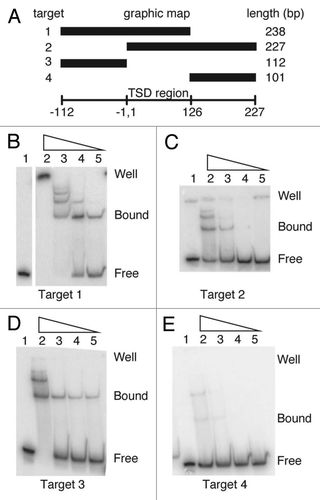 Figure 3 Electrophoretic mobility shift assay (EMSA) of the R9Av ZF3-Myb polypeptide bound to potential target DNAs. (A) Diagram of the target site DNAs used in the EMSA reactions shown in panels B–E. Target 1 consisted of the segment of the 28S that becomes duplicated upon R9 insertion (126 bp TSD region) along with 112 bp of upstream flanking sequence (net 238 bp). Target 2 was the 126 bp TSD region along with 101 bp of downstream flanking sequence (net 227bp). Target 3 was the 112 bp of upstream flanking sequence. Target 4 was the 101 bp of downstream flanking sequence. Target 1 was used for the footprint assays in Figure 4. Below the targets is a ruler. The numbers correspond to base pair positions relative to the presumptive R9 bottom strand cleavage site (i.e., the presumptive site of TPRT), with negative numbers corresponding to target sequences upstream of the TPRT site and positive numbers downstream. Top strand cleavage site is expected to occur at bp 126, thus generating the TSD upon insertion.Citation28 (B) R9Av ZF3-Myb polypeptide EMSA on Target 1. All lanes represent 13 ul binding reactions containing 9 ng (9.4 nM) target DNA end-labeled with 32P in the presence of 50 ng of cold poly dIdC DNA as a competitor. Lane 1 is the DNA reference lane (no protein). Lane 2 contains 240 nM of R9Av ZF3-Myb polypeptide. Lane 3 contains 80 nM of R9Av ZF3-Myb polypeptide. Lane 4 contains 27 nM of R9Av ZF3-Myb polypeptide. Lane 5 contains 9 nM of R9Av ZF3-Myb polypeptide. The triangle above Lanes 2–5 indicates the R9Av ZF3-Myb polypeptide titration series (240 nM to 9 nM). (C) R9Av ZF3-Myb polypeptide EMSA on Target 2 (9.8 nM). Lanes and symbols are as in panel B. (D) R9Av ZF3-Myb polypeptide EMSA on Target 3. All lanes are as in panel B except that 20 nM of end-labeled target DNA was used. (E) R9Av ZF3-Myb polypeptide EMSA on Target 4. All lanes are as in panel B except that 22 nM of end-labeled target DNA was used.