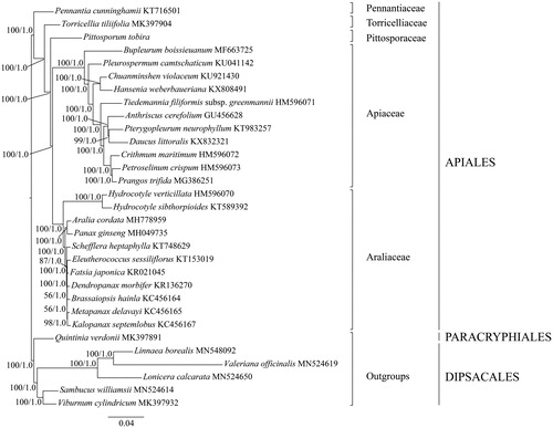 Figure 1. The maximum likelihood (ML) tree of Apiales inferred from the complete chloroplast genome sequences. Numbers at nodes correspond to ML bootstrap percentages (1,000 replicates) and Bayesian inference (BI) posterior probabilities.