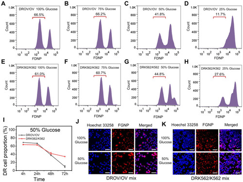Figure 4 Reducing glucose in decreasing chemoresistant cancer cell proportion. (A–D), Flow cytometry data for DROV/OV mixed cells cultured at different glucose concentrations at 100%, 75%, 50%, 25% for 48 h, and subsequently incubated with FGNPs for 4 h. (E–H), Flow cytometry data for DRK562/K562 mixed cells cultured at different glucose concentrations at 100%, 75%, 50%, 25% for 48 h, and subsequently incubated with FGNPs for 4 h. (I), The chemoresistant cells proportion in DROV/OV and DRK562/K562 mixed cells after cells were cultured in medium with 50% glucose concentration for 4, 24, 48, and 72 h. (J–K), Laser confocal microscopy images of DROV/OV and DRK562/K562 mixed cells after cells were cultured in medium with 100% and 50% glucose concentration for 48 h.