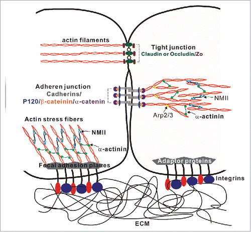 Figure 2. Molecular organization of intercellular junctions and cell-matrix adhesions. The Figure shows key adhesion structures formed by epithelial and endothelial cells. These structures include 2 junctional complexes, tight junctions and adherens junctions and as well as focal adhesions that mediate cell interactions with ECM. Tight junctions, adherens junctions and focal adhesions are linked to a prominent cortical actomyosin cytoskeleton that regulates the organization and dynamics of intercellular junctions and ECM adhesions.