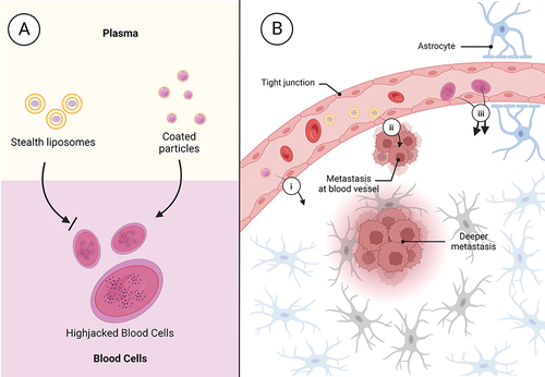 Figure 1 Possible ways for nanomedicines accessing to lesion locations in the brain. (A) Illustration of the mechanism of blood cell hitchhiking facilitated by surfactant-coated nanoparticles. Liposomes bind to blood cells to a much lower extent and do not utilize an active uptake mechanism. (B) Entry routes into the brain using (i) direct transporter-mediated transcytosis through interaction with the BBB, (ii) extravasation at the tumor site, and (iii) cell shuttling which facilitates receptor-mediated transcytosis. Cell hitchhiking increases the distribution of the drug into the brain significantly. Created with BioRender.com.