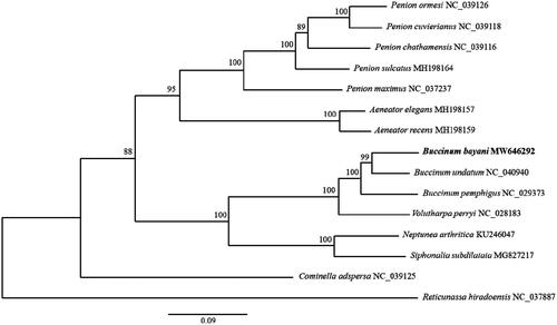 Figure 1. A phylogenetic tree was constructed using the maximum likelihood method based on 13 PCGs from 15 species, including Buccinum bayani. The accession number is listed after the scientific name.