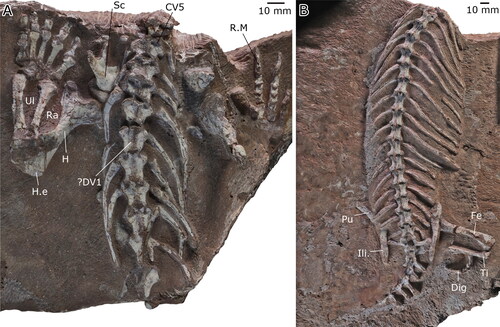 Figure 7. The postcranial skeleton of the second specimen of Yechilacerta yingiangia gen et sp. nov., YLSNHM01791 in dorsal view. A, pectoral region, forelimbs and anterior vertebral column; and B, dorsal, sacral and anterior caudal vertebrae, pelvic girdle, and hind limbs. Abbreviations: CV5, fifth cervical vertebra; Dig, digit (probably digit 4); ?DV1, interpreted position of first dorsal vertebra; Fe, femur; H, humerus; H.e, humeral epiphysis; Ili., ilium; Pu, pubis; Ra, radius; R.M, right manus; Sc, scapula; Ti, tibia; Ul, ulna.