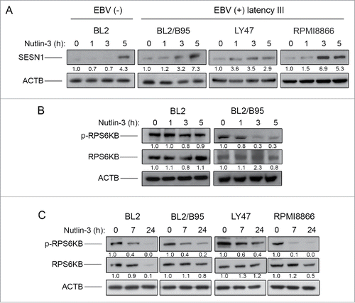 Figure 6. Effect of nutlin-3 treatment on SESN1 expression and MTOR kinase activity in EBV-negative and EBV-positive latency III lymphoid cell lines. SESN1 (A), p70S6K and phospho-P70S6K (B and C) expression was tested by western blot analysis of whole cell lysates at indicated times of treatment. Fold-change values reported under each blot were calculated in reference to untreated (0 h) controls and normalized to ACTB levels. The blots shown are representative of 3 independent experiments.