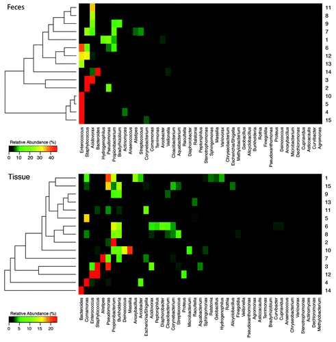 Figure 2. Distinct hierarchical clustering for tissue vs. fecal samples. Patients’ samples are sorted along the y-axis based on the hierarchical clustering of OTU-based UniFrac distances. Heat maps constructed with in house scripts reflect the relative abundance of the 40 most dominant genera in feces (top) and intestinal tissue samples (bottom).