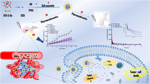 Scheme 1. Schematic illustration of DSD/HP co-assembled nano-drug delivery system for the combination of nanotechnology, chemotherapy, and photodynamic therapy. I DSD and HP were successfully prepared to be as co-assembled nanoparticles (DSD/HP NPs) using the method of nanoprecipitation. II DSD/HP NPs were administered to rats intravenously to prolong the drugs circulated time in blood. III The designed DSD/HP NPs improved the accumulation of drugs in tumor site, produced more ROS to induce 4T1 cells apoptosis, and initiated the antitumor efficiency of chemotherapy and locoregional photodynamic therapy.