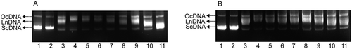 Figure 6. Six standard hybrid system analyses of protection against DNA damage. A. Morus alba L. twig extract; B. mixture of six polyphenol monomers. PBP: phosphate buffered potassium. 1. DNA (3 μL) + PBP (2 μL) + ddH2O (5 μL); 2. DNA (3 μL) + PBP (2 μL) + solvent (5 μL); 3. DNA (3 μL) + PBP (2 μL) + ddH2O (5 μL) + UV (30 min); 4. DNA (3 μL) +PBP (2 μL) + solvent (5 μL) + UV (30 min); A: 5–11: DNA (3 μL) + PBP (2 μL) + different concentrations of Morus alba L. twig extract (5 μL 0.0313 mg/mL to 2.00 mg/mL) + UV (30 min); B: 5–11: DNA (3 μL) + PBP (2 μL) + the mixture of six polyphenol monomers of different concentration of Morus alba L. twig extract (5 μL 0.0313 mg/mL to 2.00 mg/mL) + UV (30 min).