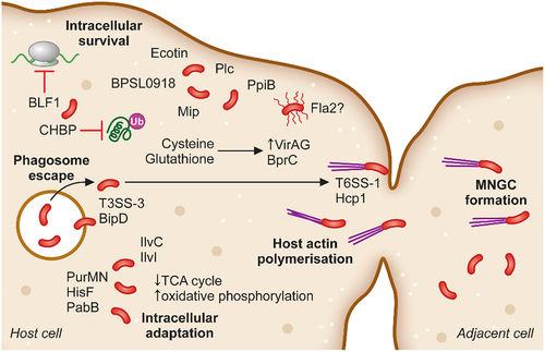 Figure 2. The intracellular adaptation and spread of B. pseudomallei from cell-to-cell. Following phagosomal escape B. pseudomallei switches its metabolic pathways to allow for the greatest energy production within the cytoplasmic environment. Additionally, secretion of the toxin BLF1 and the T3SS effector CHBP modulate host cell processes, halting host protein synthesis. Host cell actin is polymerised by BimAC and B. pseudomallei cells rapidly propel to the cellular membrane upon which their T6SS–1 is expressed and Hcp1 causes membrane fusion and the formation of multinucleated giant cells (MNGCs). MNGC formation facilitates rapid spread of bacterial infection to neighbouring cells while escaping recognition by the immune response.