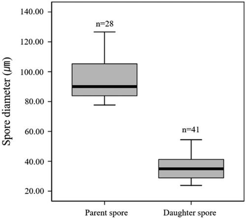 Figure 3. Diameter of parent and daughter spores in myristate-containing medium.