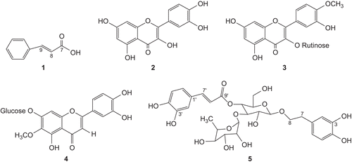 Figure 1.  Chemical structures of cinnamic acid (1), quercetin (2), isorhamnetin 3-O-rutinoside (3), nepitrin (4) and acteoside 1 (5) from Scrophularia striata.