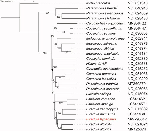 Figure 1. Phylogenetic tree of F. hyperythra and additional 24 Muscicapidae species with one outgroup constructed using the maximum likelihood (ML) method based on 13 protein-coding genes.