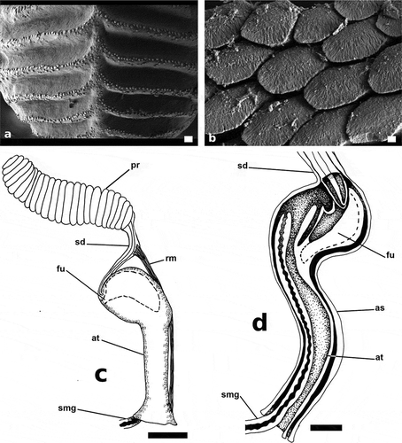 Figure 8. Papawera maugeansis (Burn, Citation1966a). (a) SEM, detail of ridges of gizzard plate (ZMBN 125458, H = 8 mm). (b) SEM, Detail of jaws (AMS c.105854, H = 5 mm). (c) detail of external male reproductive system (AMS c.105854, H = 5 mm). (d) detail of interior of ventrally opened atrium and fundus (ZMBN 125458, H = 8 mm). Abbreviations: as, atrium sheet. at, atrium. fu, fundus. pr, prostate. sd, seminal duct. smg, seminal groove. rm, retractor muscles. Scale bars: a = 20 µm. b = 2 µm. c = 0.5 mm, d = 0.25 mm
