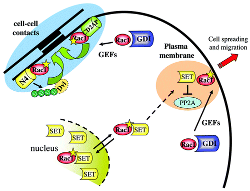 Figure 4. The nuclear connection for Rac1 and its role in cell–cell contacts. Activated Rac1 recruits the nuclear protein SET and/or a Rac1-SET complex from the nucleus to the plasma membrane to regulate cell migration. Conversely, at cell–cell contacts, activated Rac1 recruits CD2AP as well as Nedd4 (N4) to promote intercellular adhesion. The latter pathways also involves Nedd4-mediated ubiquitylation of the adaptor protein disheveled (Dvl1).