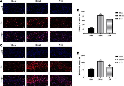 Figure 14 Effects of NTF 7 days prior to CIRI on expression of Bax of the ischemic cortex and hippocampus in rats 24 h after reperfusion. (A) Representative images magnified 400 times in ischemic cortex sections examined with specific antibody against Bax (red); nuclei were stained with DAPI (blue). (B) The numbers of Bax positive cells in each group after 24 h of reperfusion in ischemic cortex. (C) Representative images magnified 400 times in ischemic hippocampus sections. (D) The numbers of Bax positive cells in each group after 24 h of reperfusion in ischemic hippocampus. All data were presented as mean ± SD. ##p<0.01 versus sham group; **p<0.01, *p<0.05 versus model group, respectively.