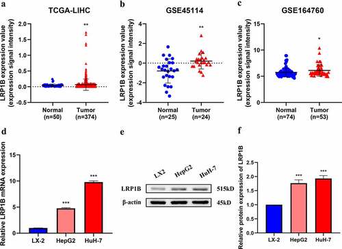 Figure 1. LRP1B expression profile in HCC. (a-c) Comparison of LRP1B mRNA expression between normal liver tissues (Normal) and HCC tissues (Tumor). Data were obtained from three gene expression datasets (TCGA-LIHC, GSE45114, and GSE164760). (d) Relative LRP1B mRNA expression of hepatoma cells and HCC cell lines by RT‐PCR. (e-f) Relative LRP1B protein expression of hepatoma cells and HCC cell lines by Western blot. *p < 0.05, **p < 0.01, ***p < 0.001.