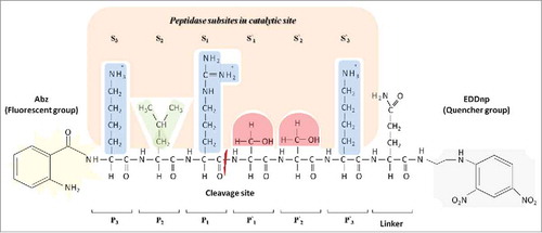 Figure 1. Model proposed by Schechter and Berger (1967)Citation11 which shows the peptidase subsites in a catalytic site. The catalytic site of the peptidase is divided into subsites, named Sn, S3, S2, S1, S′1, S′2, S′3, and S′n based on cleavage point in the polypeptide chain, the amino acid residues are named Pn, P3, P2, P1, P′1, P′2, P′3 and P′n based on the corresponding subsites. Subsite mapping determines the peptidase specificity. This illustration represents the interaction of the substrate Abz-KLRSSKQ-EDDnp with peptidase subsites. Side chain properties are shown by color: Blue indicates a positive polar side chain from P3, P1 and P′3 amino acids residues; green indicates a hydrophobic side chain from P2 amino acid residue; red indicates a polar neutral side chain from P′1 and P′2 amino acids residues. Quencher group EDDnp: ethylene diamine 2,4-dinitrophenyl. Fluorescent group Abz: O-aminobenzoyl.