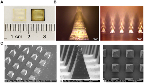 Figure 3 Image acquisition of DPTC-MNs. (A) Blank HA MN and DPTC-MNs. (B) Photon microscope images of DPTC-MNs. (C) SEM images of DPTC-MNs.